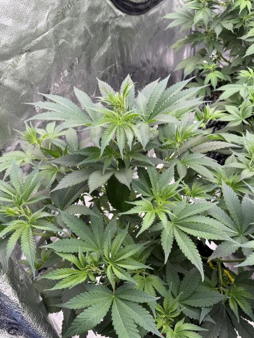 Zamnesia Grow Cup 2026. Week 6