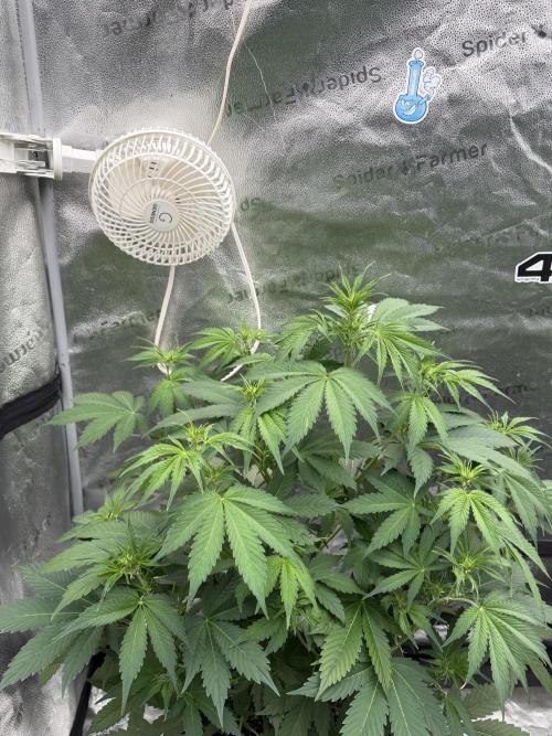 Zamnesia Grow Cup 2026. Week 6