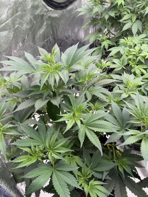 Zamnesia Grow Cup 2026. Week 6
