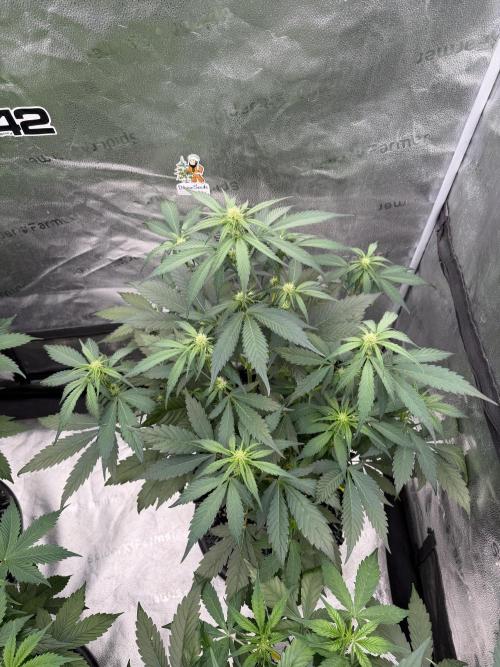Frostbanger. Week 6