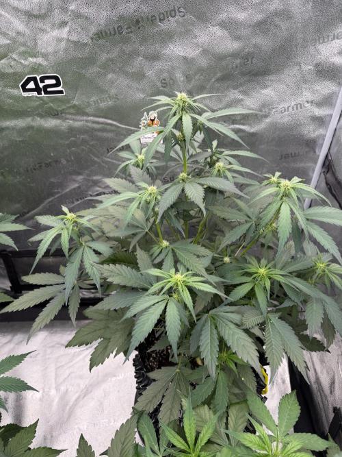 Frostbanger. Week 6