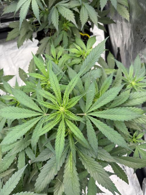Frostbanger. Week 6