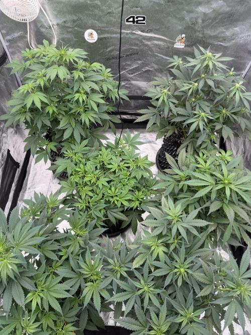 Frostbanger. Week 6