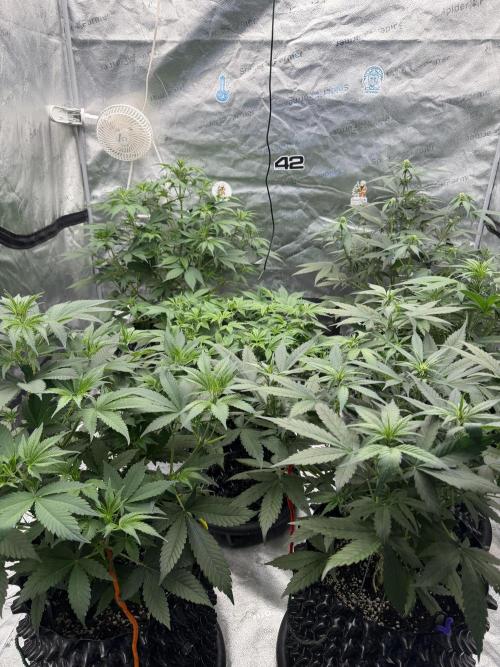 Frostbanger. Week 6