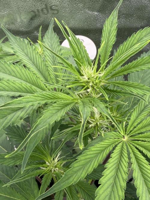 Zamnesia Grow Cup 2026. Week 6