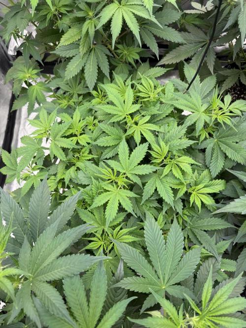 Zamnesia Grow Cup 2026. Week 6