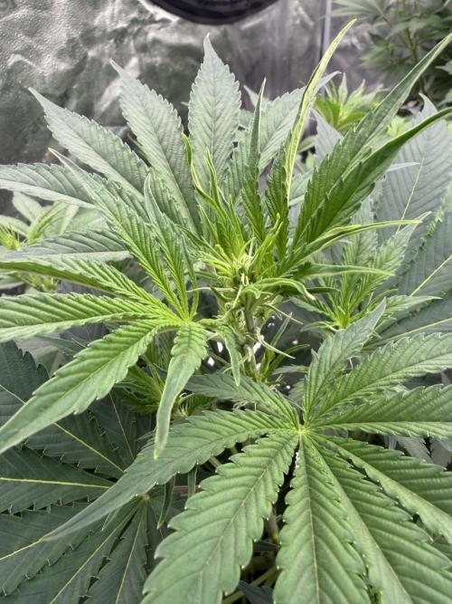 Zamnesia Grow Cup 2026. Week 6