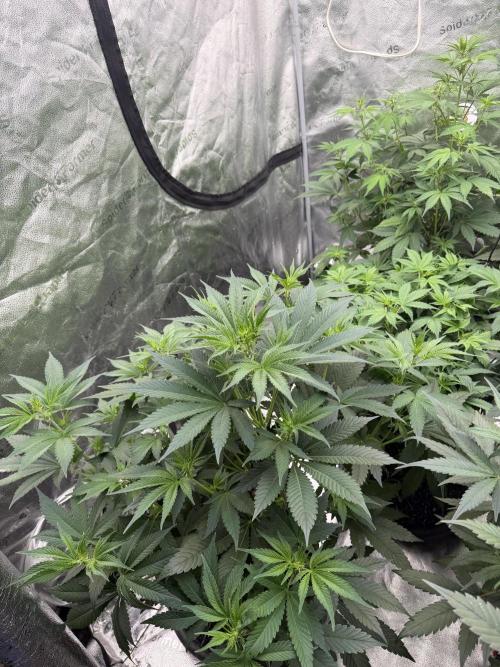 Zamnesia Grow Cup 2026. Week 6