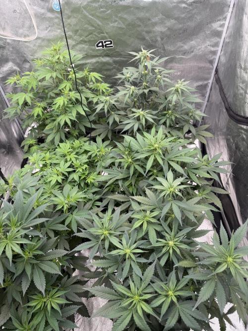 Zamnesia Grow Cup 2026. Week 6