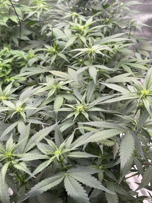 Frostbanger. Week 6