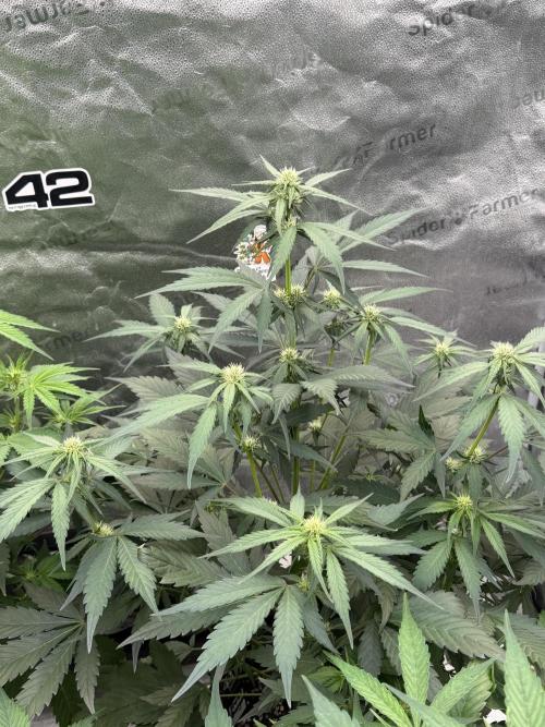 Frostbanger. Week 6