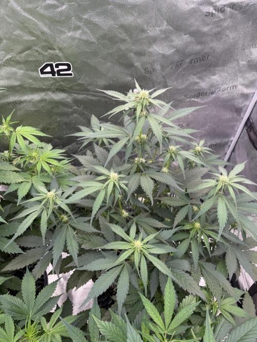Frostbanger. Week 6