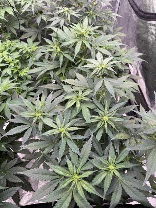 Frostbanger. Week 6