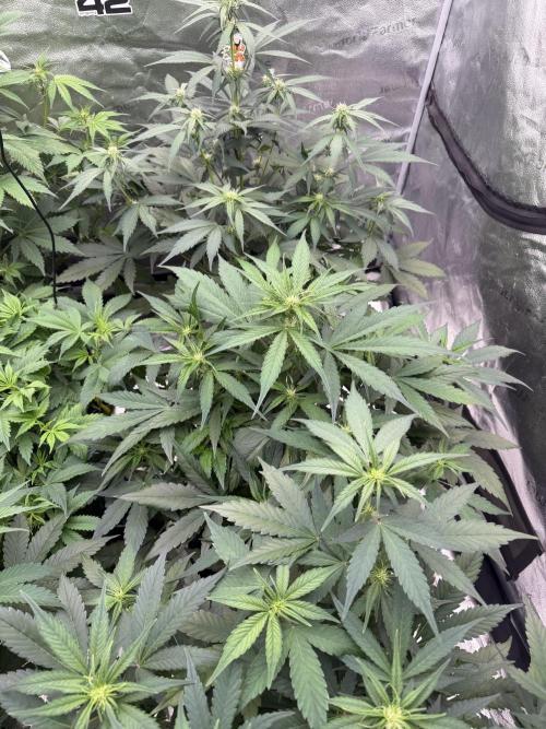 Frostbanger. Week 6