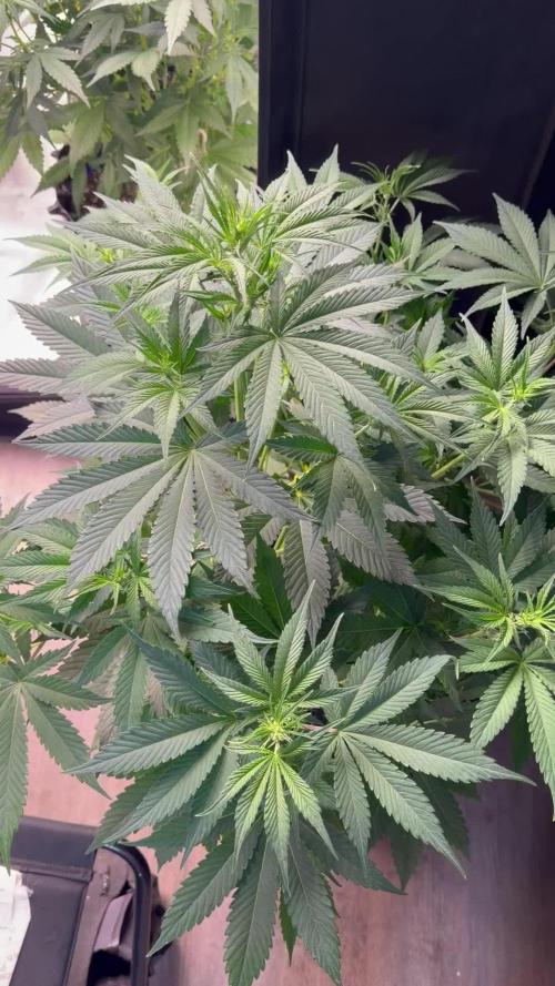 Zamnesia Grow Cup 2026