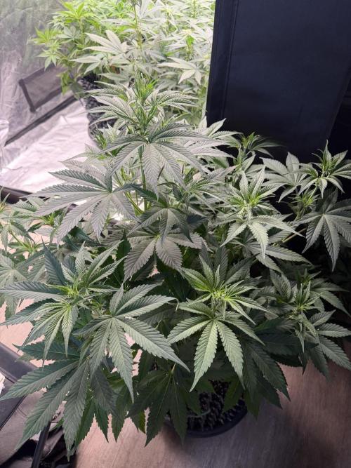 Zamnesia Grow Cup 2026. Week 6