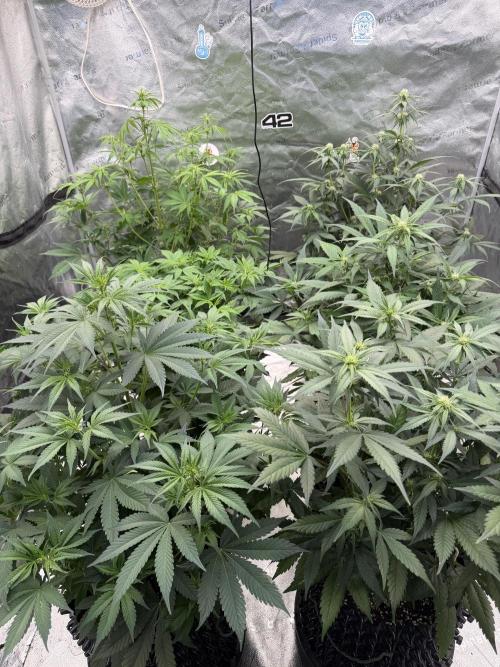 Zamnesia Grow Cup 2026. Week 6