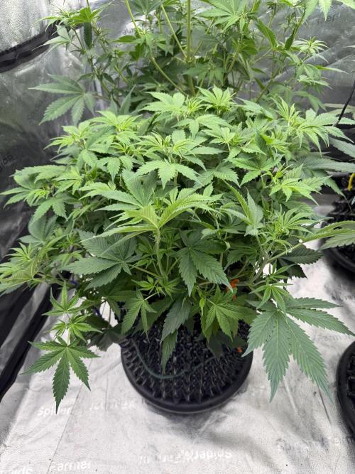 Zamnesia Grow Cup 2026. Week 6