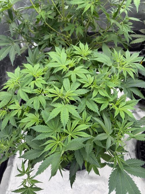 Zamnesia Grow Cup 2026. Week 6