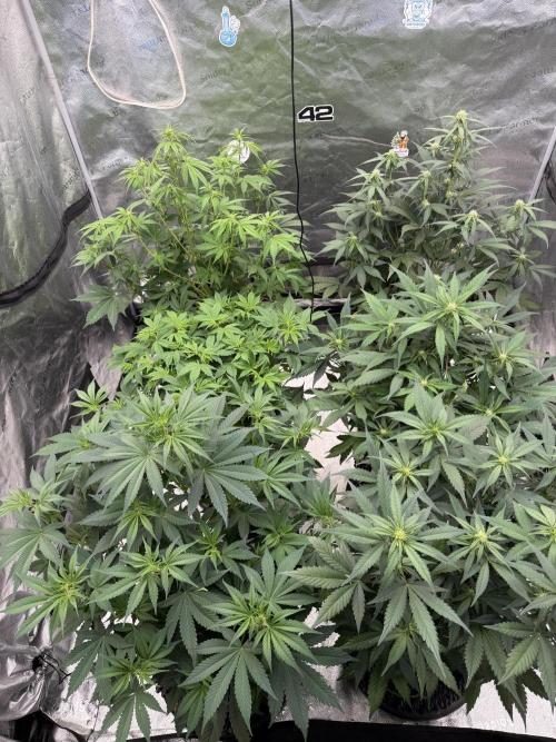 Frostbanger. Week 6
