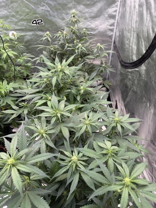Frostbanger. Week 6