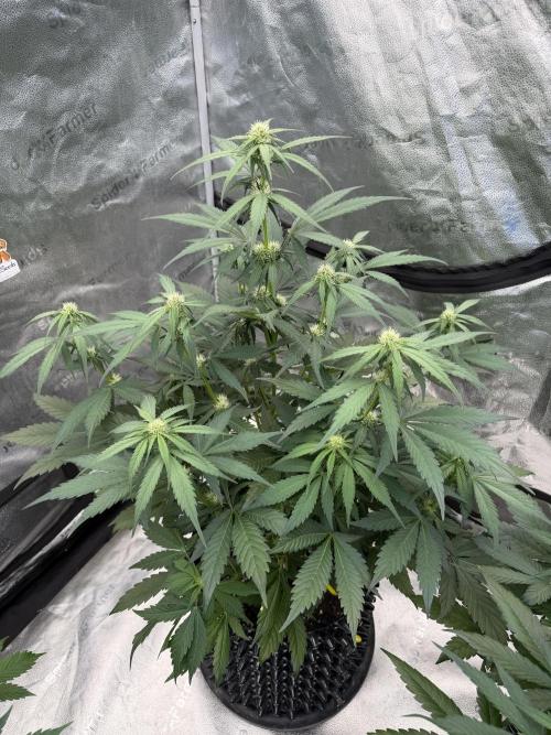 Frostbanger. Week 6