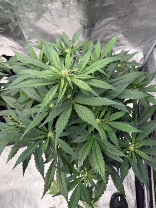 Frostbanger. Week 6