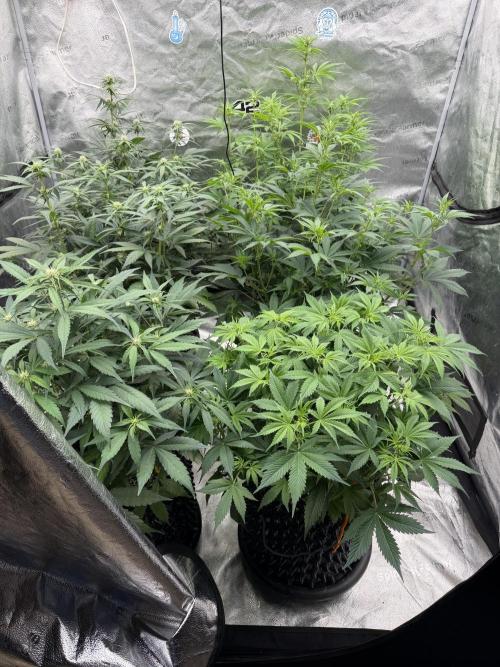 Frostbanger. Week 7