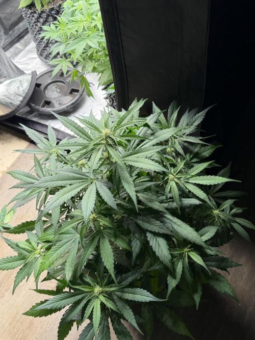 Frostbanger. Week 7
