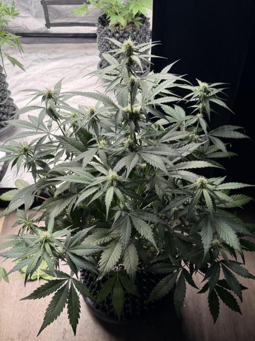 Frostbanger. Week 7