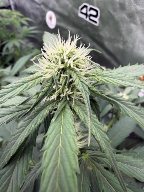Frostbanger. Week 7