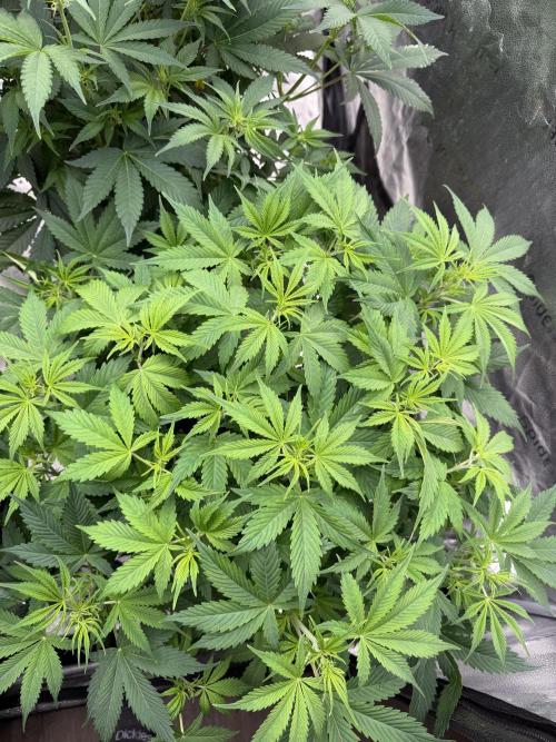 Zamnesia Grow Cup 2026. Week 7