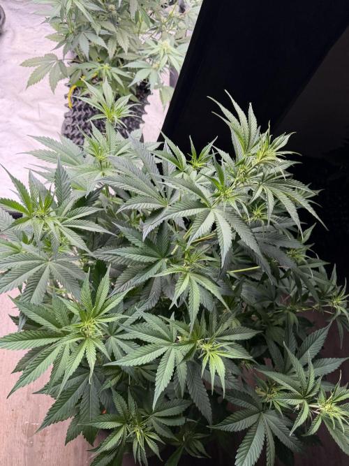 Zamnesia Grow Cup 2026. Week 7