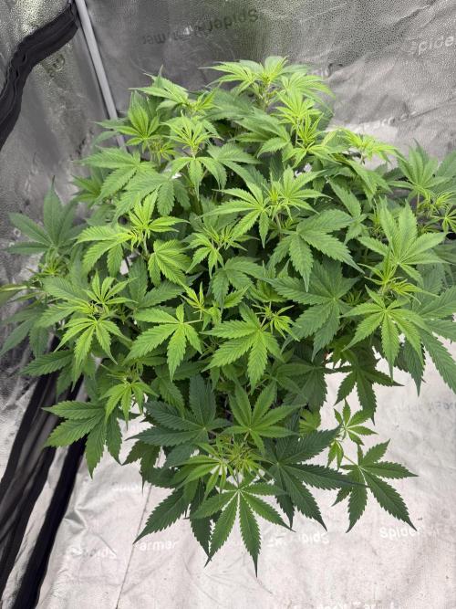 Zamnesia Grow Cup 2026. Week 7