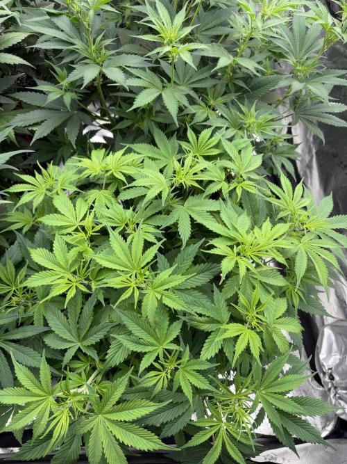 Zamnesia Grow Cup 2026. Week 7