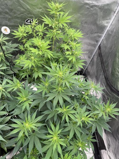 Zamnesia Grow Cup 2026. Week 7