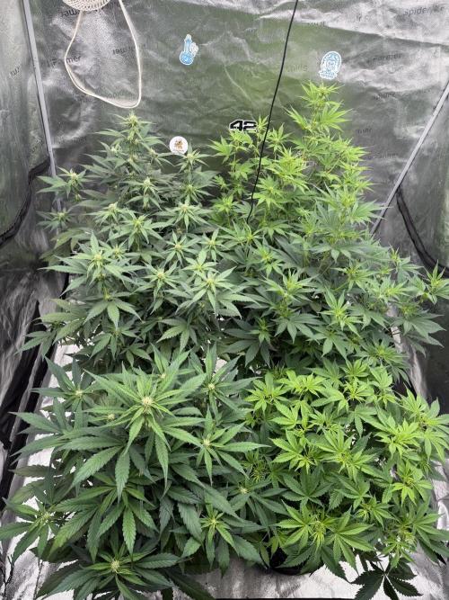 Zamnesia Grow Cup 2026. Week 7