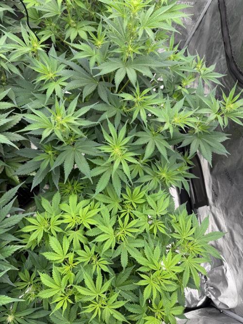 Zamnesia Grow Cup 2026. Week 7