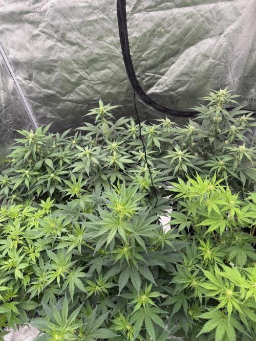 Zamnesia Grow Cup 2026. Week 7