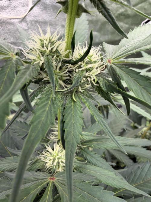 Frostbanger. Week 7