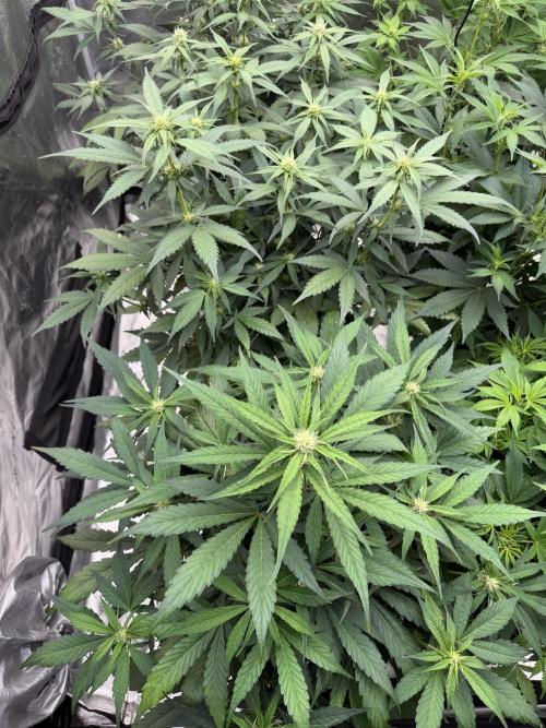 Frostbanger. Week 7