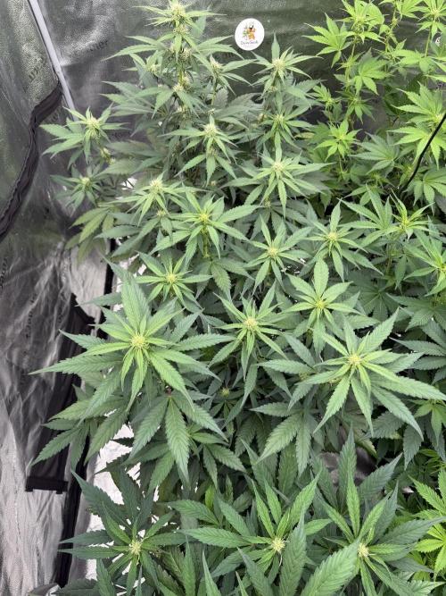 Frostbanger. Week 7