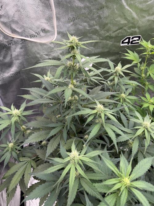 Frostbanger. Week 7