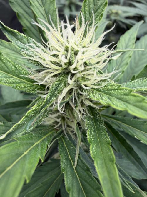 Frostbanger. Week 8