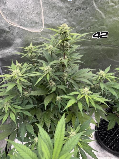 Frostbanger. Week 8