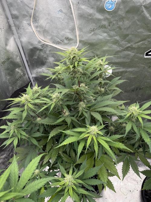 Frostbanger. Week 8