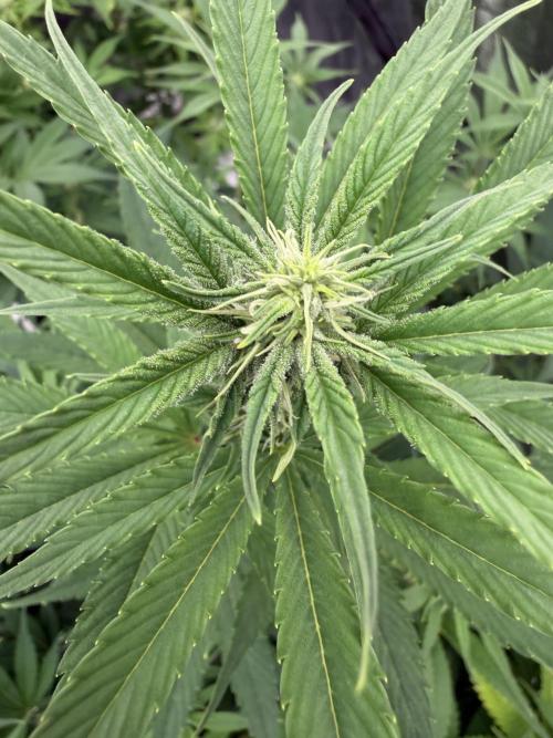 Zamnesia Grow Cup 2026. Week 8