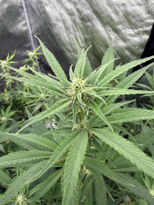 Zamnesia Grow Cup 2026. Week 8