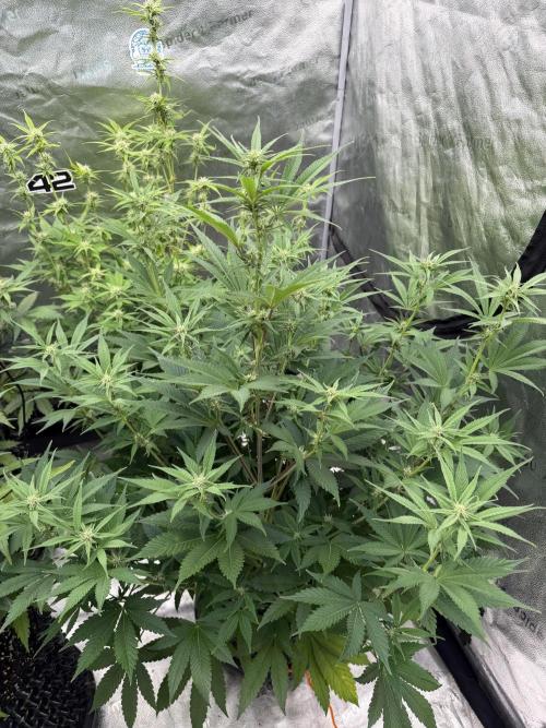 Zamnesia Grow Cup 2026. Week 8