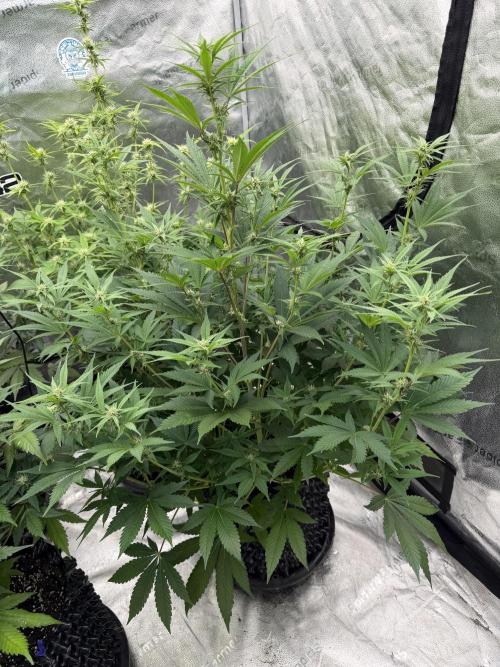 Zamnesia Grow Cup 2026. Week 8